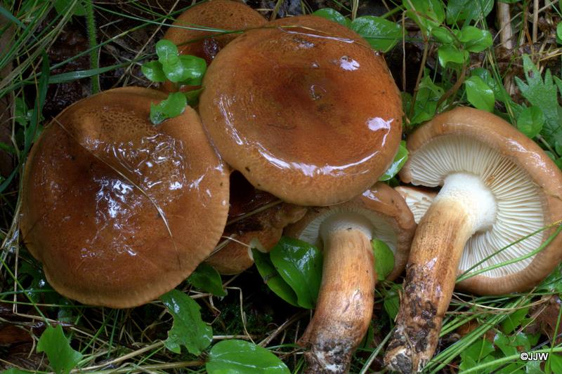 Tricholoma ustaloides